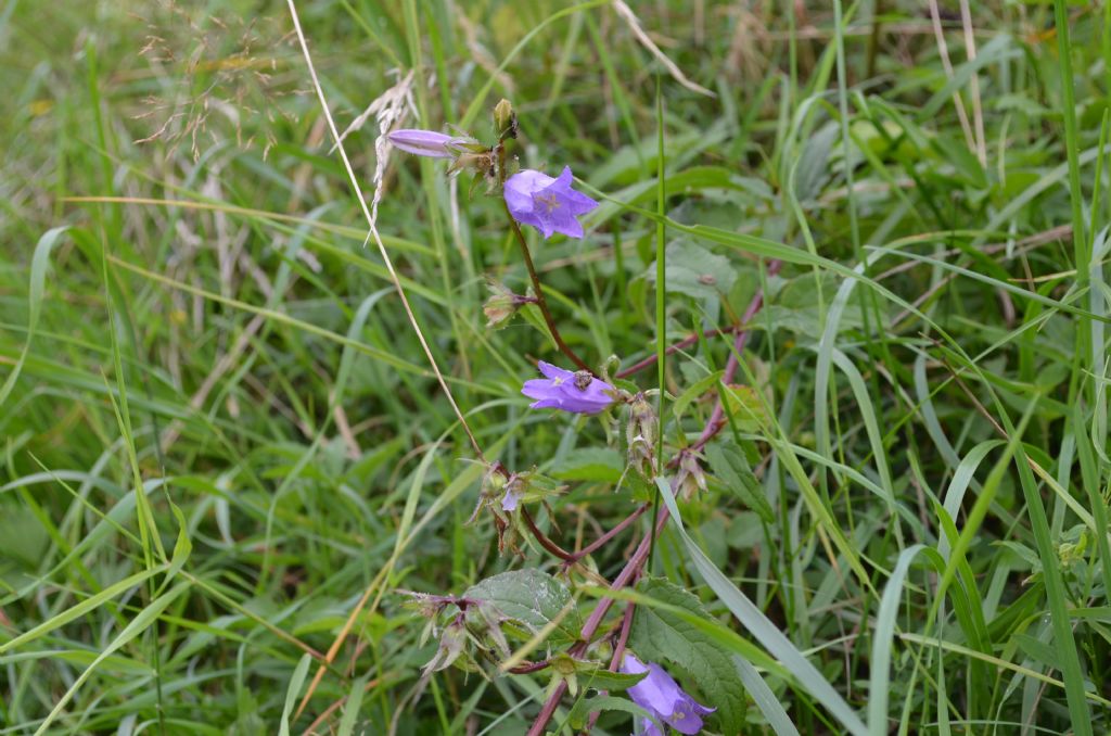 Campanula cfr. latifolia